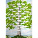 Arbre G&eacute;n&eacute;alogique Agnatique ou Cognatique 12 G&eacute;n&eacute;rations
